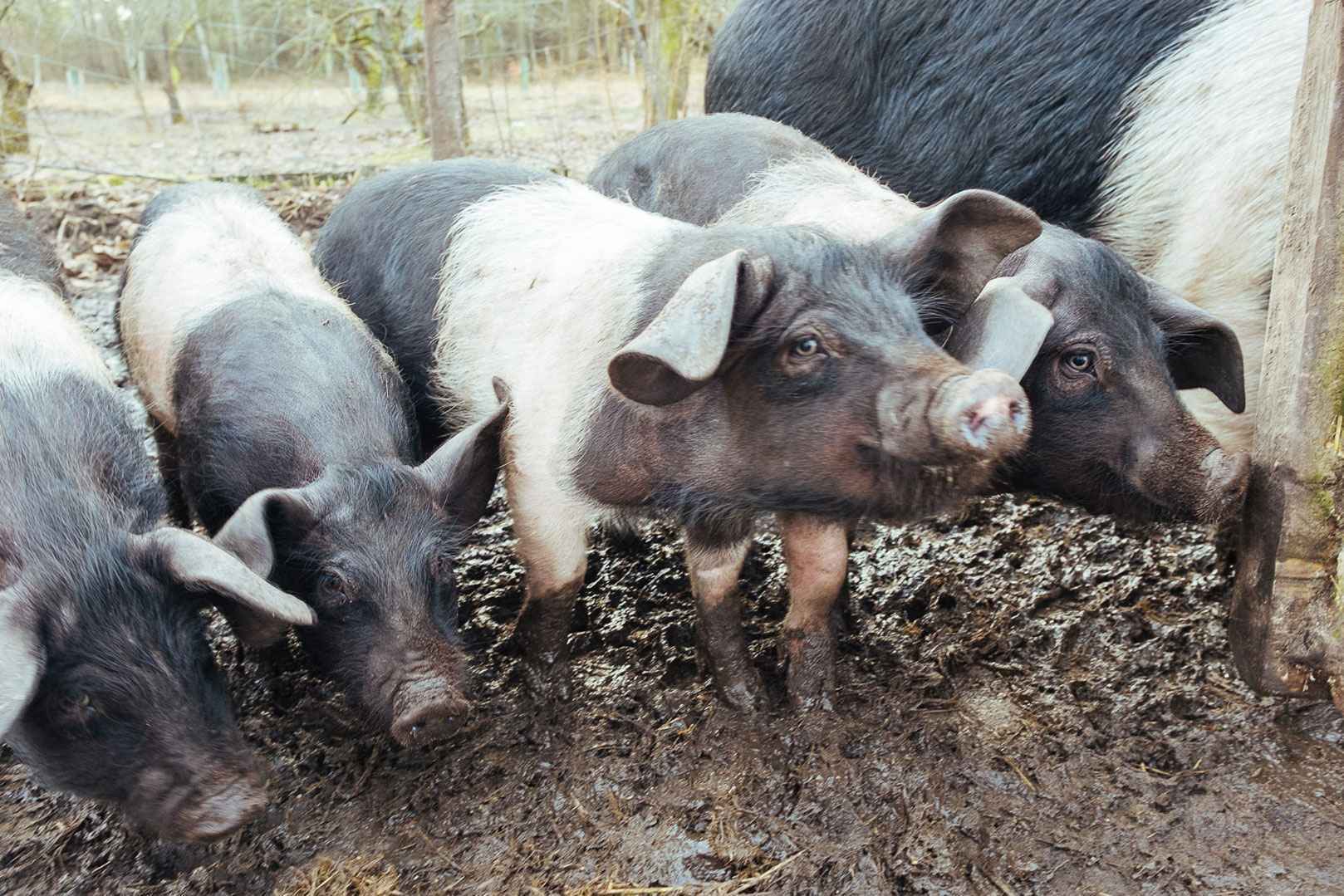 Sattelschweine im Forsthaus Neustrelitz