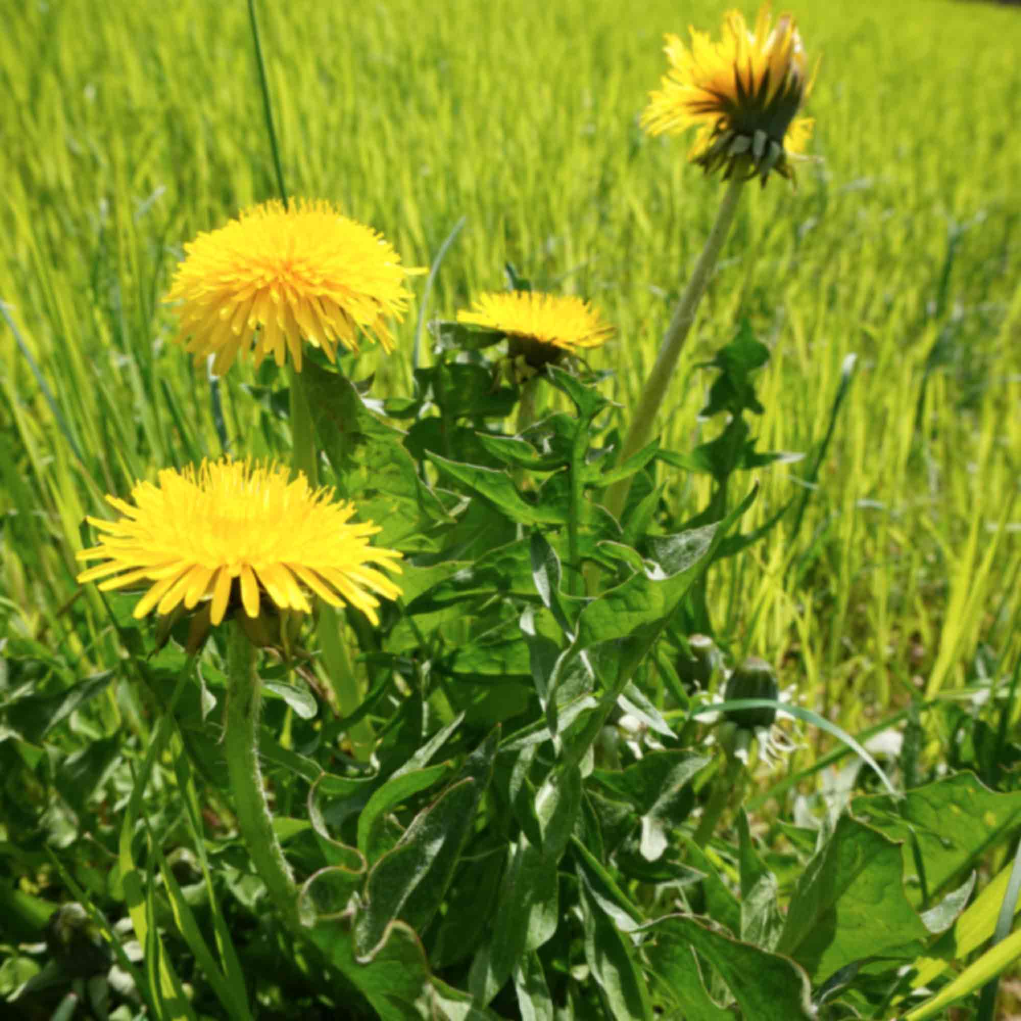 Am Löwenzahn ist alles essbar: die Blätter, die Blüten, die Stängel und die Wurzeln