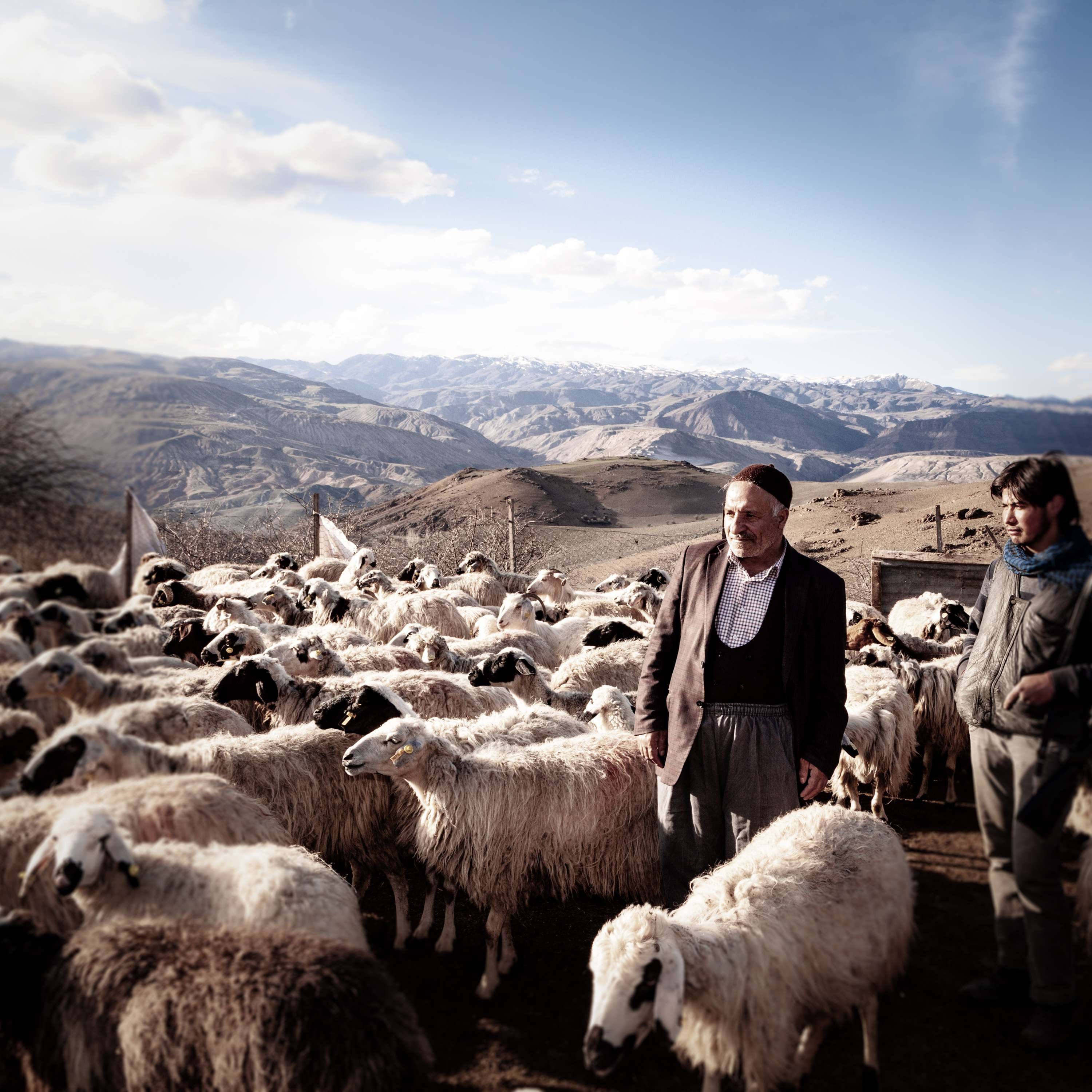 Einige schwarze Schafe sind erlaubt. Es wäre gegen die Realität, wenn Tulum Erzincan nur aus Milch von weißen gemacht sein dürfte