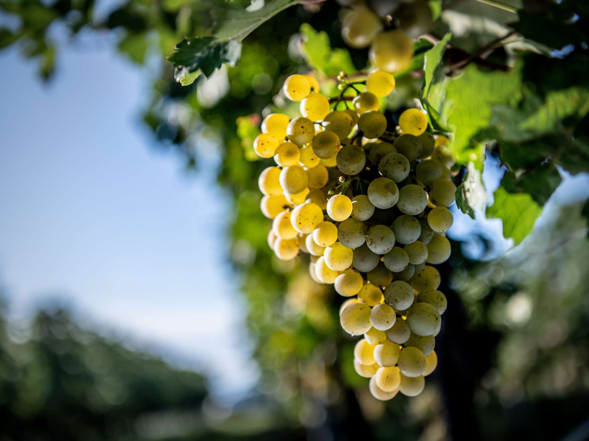 Grüner Veltliner