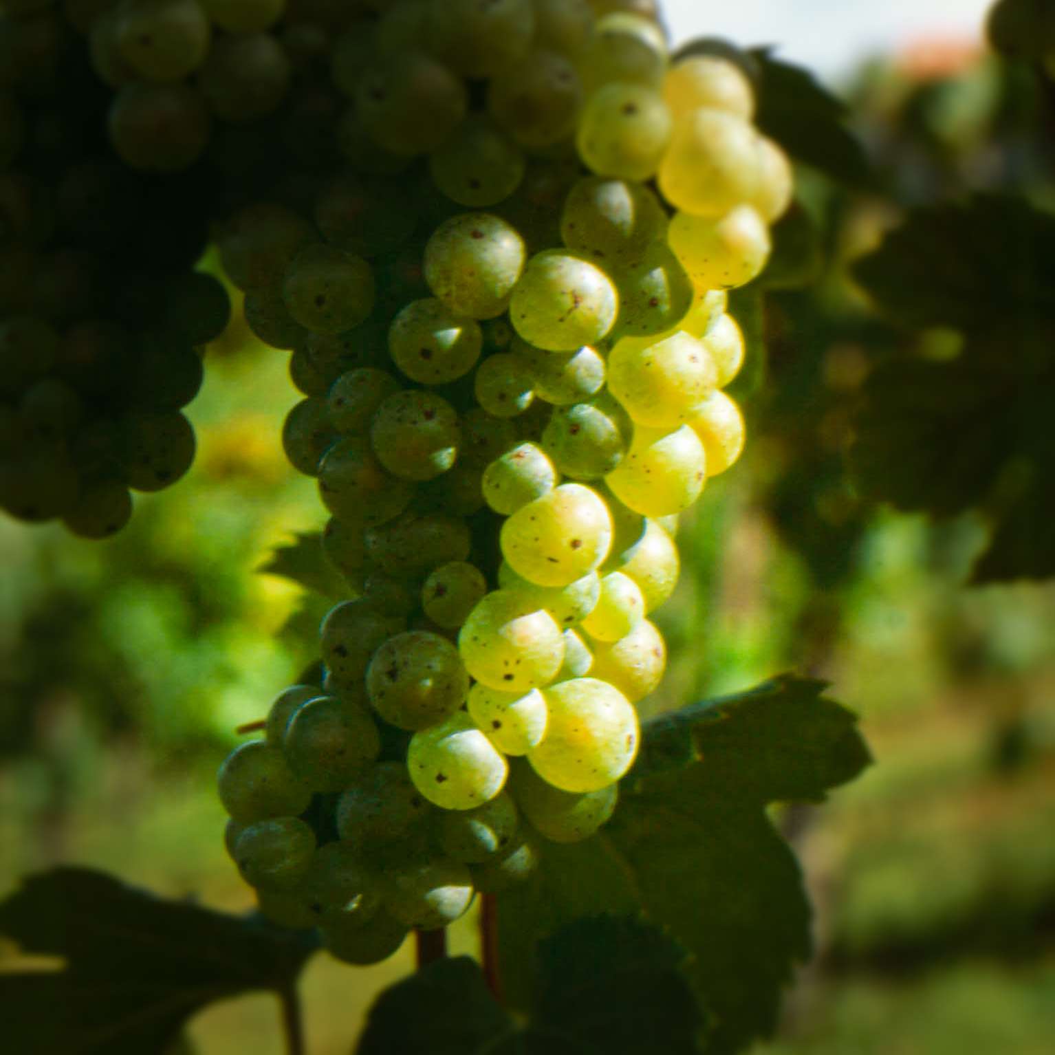 Riesling (Österreich)