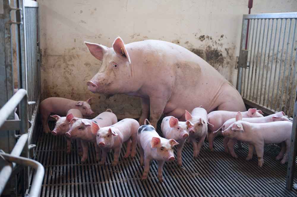 Schlachten schwein mädchen Die Frau