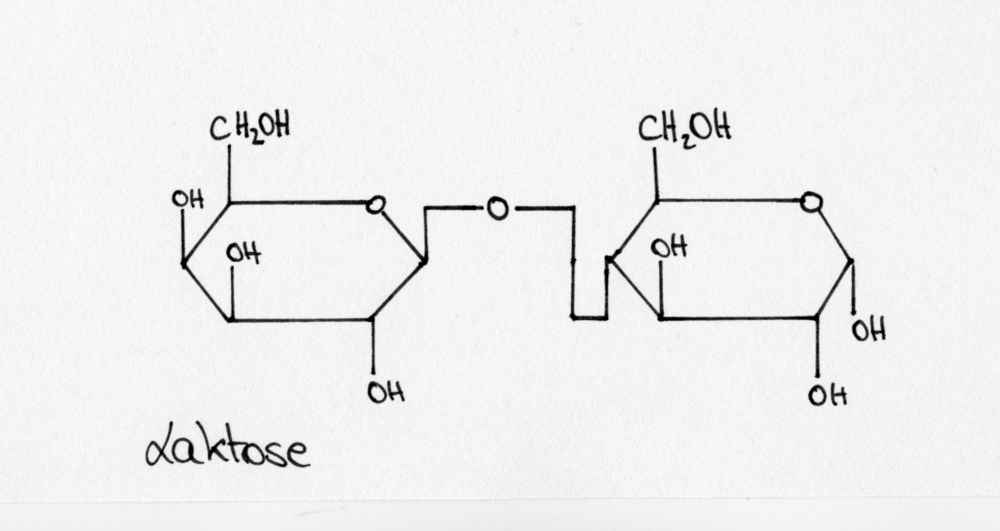 Laktose