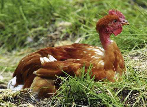 Marensin Huhn